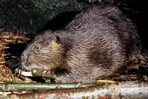 Gnawing: BEAVER - side view