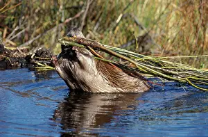 Dragging: Beaver - In water carring willow branches using