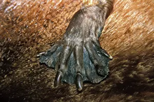 Webbing: Beaver - webbing on foot (from a specimen)