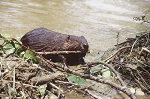 Beavers: BEAVER - Working on dam