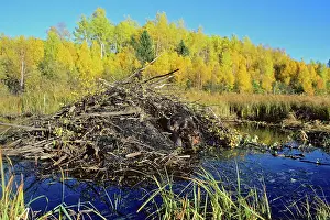 Lodges: Beaver - working on lodge