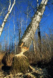 Aspens: BEAVER - workings on Aspen Trees