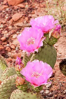 Opuntia: Beavertail Cactus