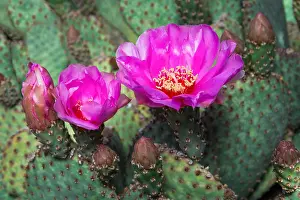 Opuntia: Beavertail Cactus (Opuntia basilaris). Mojave Desert
