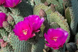 Opuntia: Beavertail Cactus (Opuntia basilaris). Mojave Desert