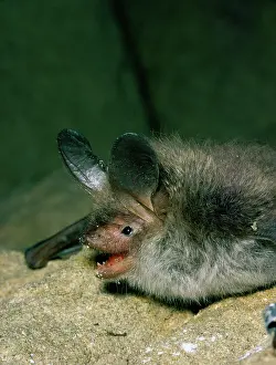 Myotis: Bechstein's BAT - close-up of head