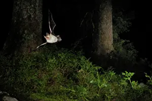 Bats: Bechstein's Bat - in flight in a Picea sp. mountain forest