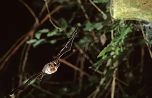 Myotis: Bechstein's bat flying into a cave ( old iron mine)