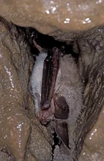 Hibernating: Bechstein's Bat - hibernation at cave