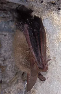 Hibernating: Bechstein's Bat - hibernation at cave