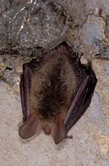 Hibernating: Bechstein's Bat - hibernation at cave