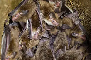 Myotis: Bechstein's bat (Myotis bechsteinii), several animals