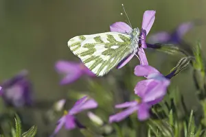 Phlox: Becker's White, Great Basin White, or Sagebrush