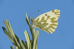 Sage: Becker's White, Great Basin White, or Sagebrush