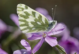 300718: Becker's White, Great Basin White, or Sagebrush