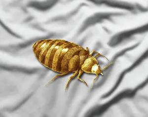 Lectularius: Bed Bug