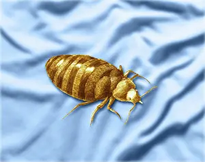 Lectularius: Bed Bug