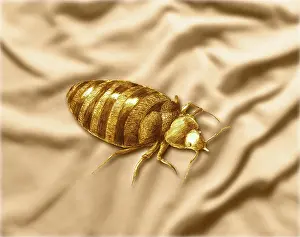 Lectularius: Bed Bug