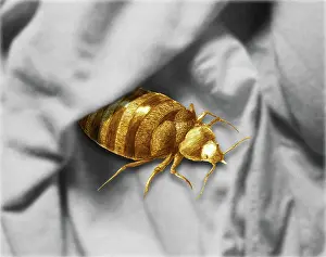 Lectularius: Bed Bug
