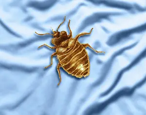 Lectularius: Bed Bug