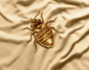 Lectularius: Bed Bug