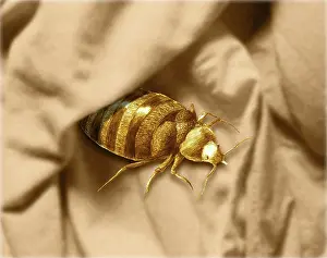 Lectularius: Bed Bug