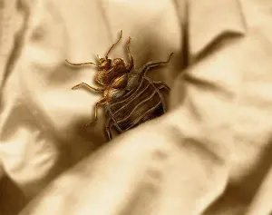 Lectularius: Bed Bug