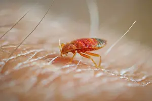 Lectularius: Bed bug (Cimex lectularius) feeding on human skin