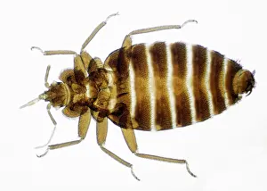 Emma Coghlan: Bed Bug - male; x 3 magnification