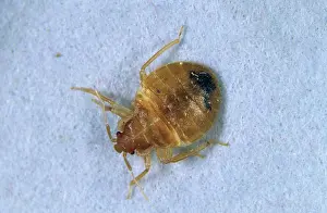 Lectularius: Bed bug nymph
