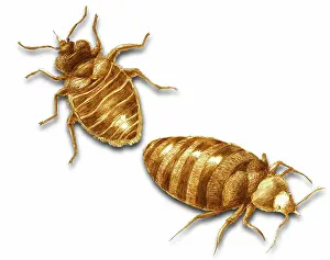 Lectularius: Bed Bugs