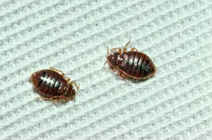 Bugs: BED BUGS - x 2