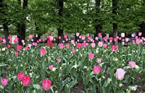 Sutton: A bed of tulips at Luxembourg Gardens, Paris