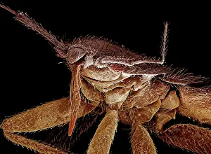 Lectularius: Bedbug