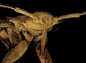 Lectularius: Bedbug
