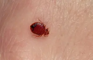 Lectularius: Bedbug