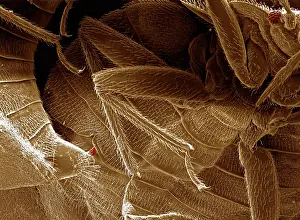 Lectularius: Bedbugs mating