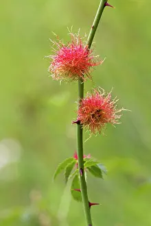 Gall: Bedeguar Gall