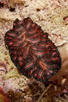 Mabul: Bedford's Flatworm