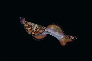 Flores: Bedfords Flatworm (Pseudobiceros bedfordi) free-swimming