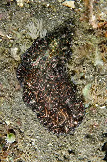 Flatworm: Bedford's Flatworm - Pyramids dive site, Amed
