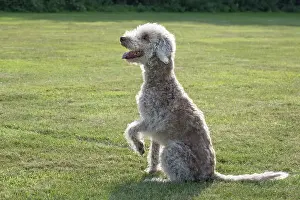 110121: Bedlington Terrier