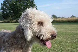 110121: Bedlington Terrier