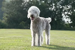 110121: Bedlington Terrier