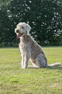 110121: Bedlington Terrier