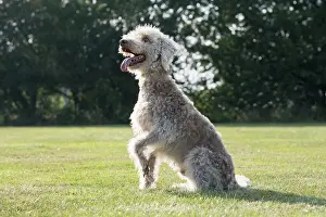 110121: Bedlington Terrier