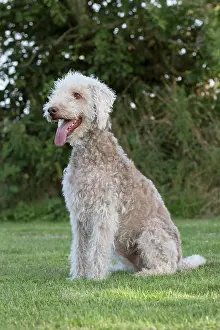 110121: Bedlington Terrier