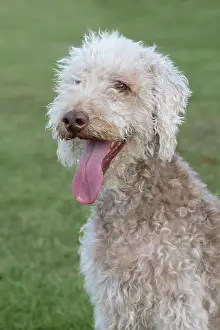 110121: Bedlington Terrier