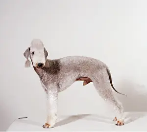 Bedlington: BEDLINGTON TERRIER DOG