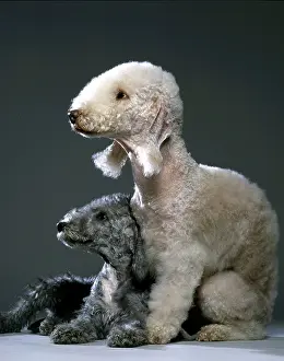Bedlington: Bedlington Terrier Dogs
